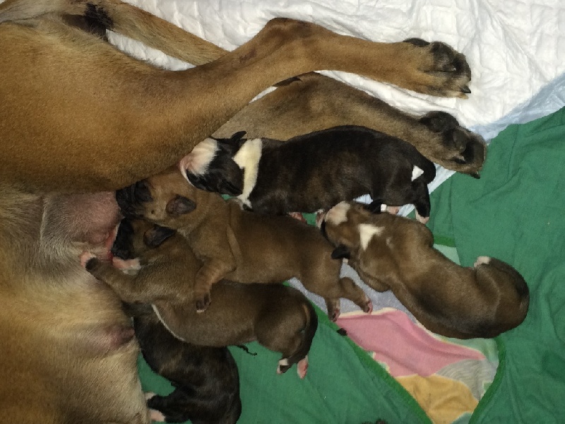 Chiot Boxer Du Clos De La Ferrage